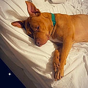 Trigger joined the competition — help win amazing prizes! dog, sleeping, bed, white_bed_sheets, pillow, brown_dog, collar, indoors, resting, canine, fur, relaxed, domestic_animal, pet, quiet, comfortable, cozy, animal, sleep, sparkles