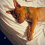 dog, sleeping, bed, white_bed_sheets, pillow, brown_dog, collar, indoors, resting, canine, fur, relaxed, domestic_animal, pet, quiet, comfortable, cozy, animal, sleep, sparkles