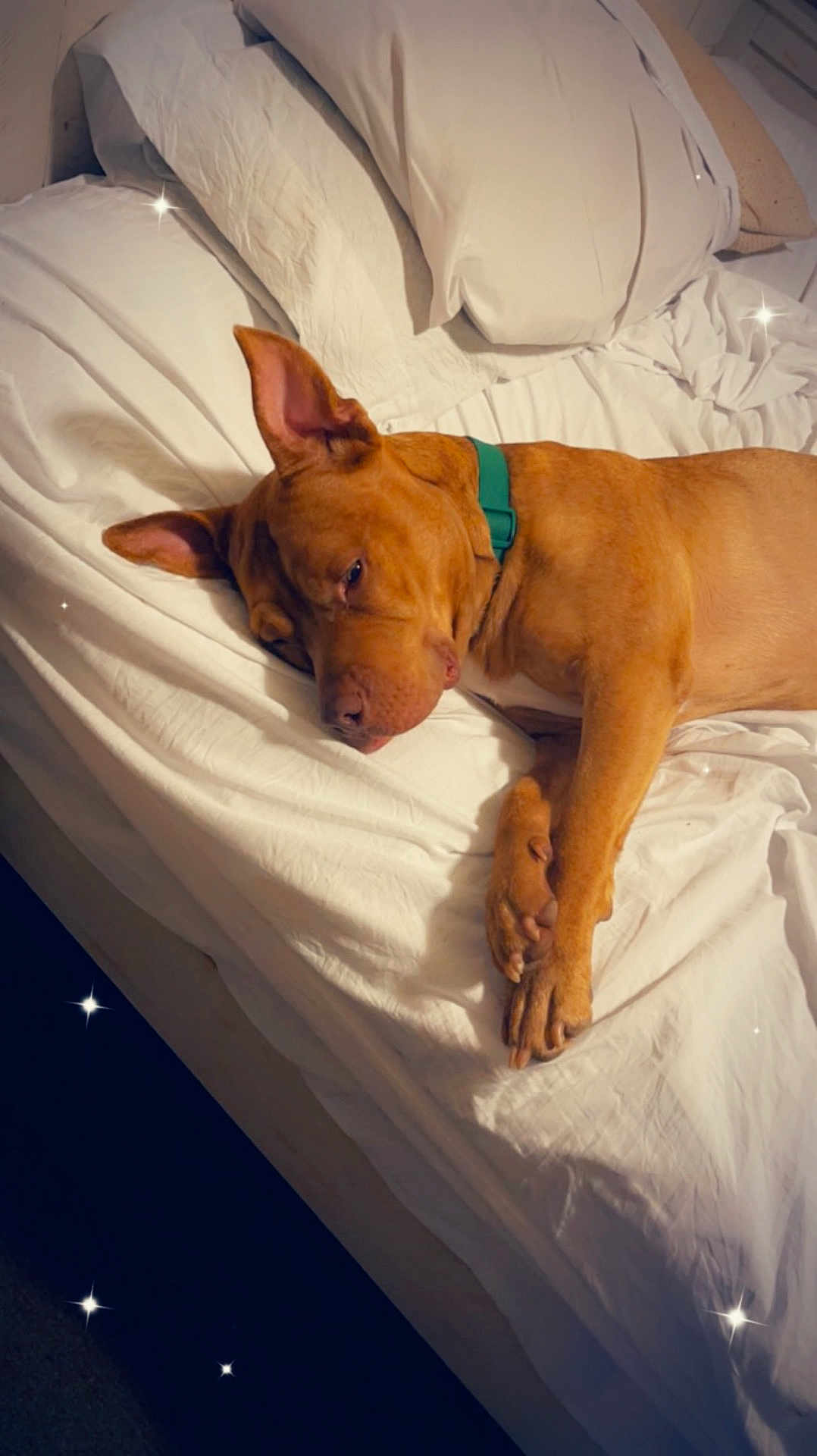 Trigger joined the competition — help win amazing prizes! dog, sleeping, bed, white_bed_sheets, pillow, brown_dog, collar, indoors, resting, canine, fur, relaxed, domestic_animal, pet, quiet, comfortable, cozy, animal, sleep, sparkles