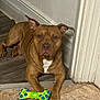 Trigger is registered to the contest to win money with this photo: dog, brown_dog, toy, rubber_bone, indoor, floor, tile_floor, wood_floor, pet, animal, mammal, ears, paw, lying_down, looking_at_camera, house, doorframe, white_patch, guarding, pet_toy