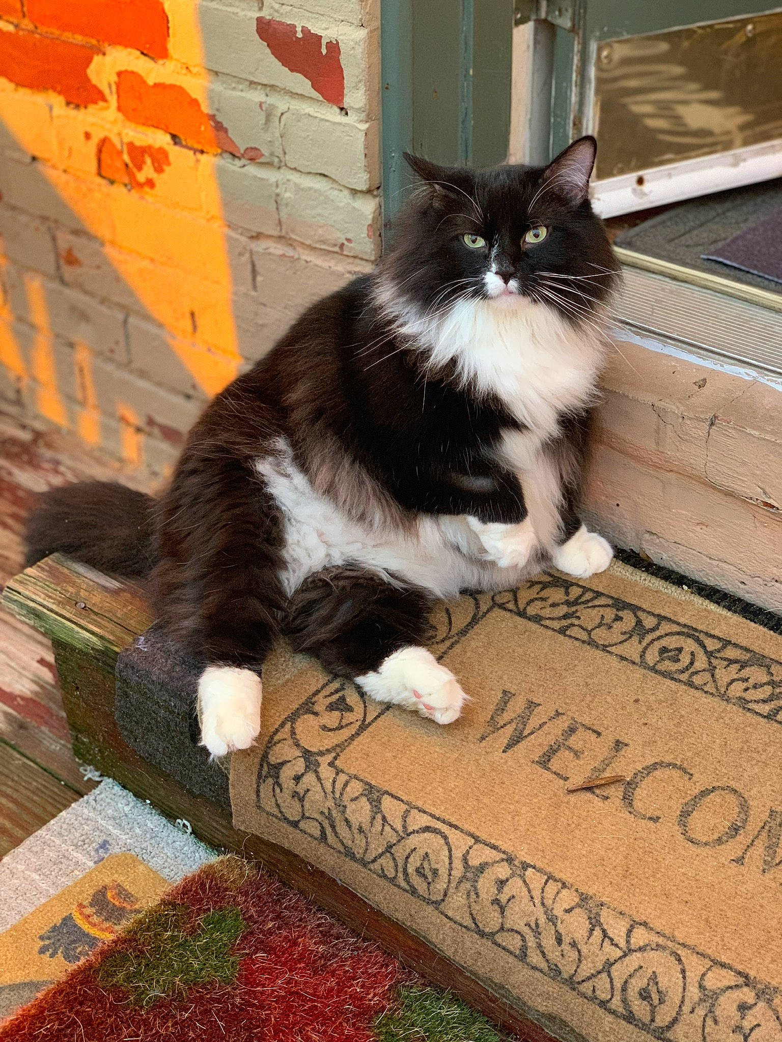 Samual joined the competition — help win amazing prizes! art, carnivore, cat, claw, domestic_short_haired_cat, felidae, flooring, fur, grass, hardwood, pattern, paw, plant, porch, sitting, small_to_medium_sized_cats, tail, whiskers, wood