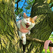 Rai joined the competition — help win amazing prizes! cat, tree, pink_sweater, collar, tag, branch, gloves, outdoor, daylight, blue_sky, green_leaves, animal, pet, fur, whiskers, playful, nature, sunlight, happy, close-up