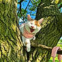 cat, tree, pink_sweater, collar, tag, branch, gloves, outdoor, daylight, blue_sky, green_leaves, animal, pet, fur, whiskers, playful, nature, sunlight, happy, close-up