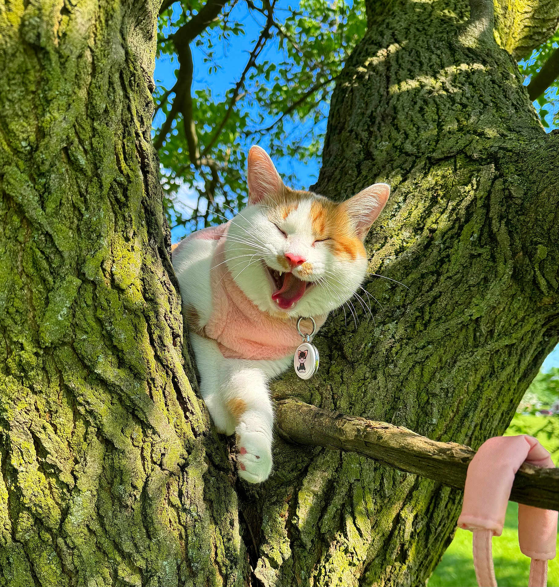 Rai joined the competition — help win amazing prizes! cat, tree, pink_sweater, collar, tag, branch, gloves, outdoor, daylight, blue_sky, green_leaves, animal, pet, fur, whiskers, playful, nature, sunlight, happy, close-up