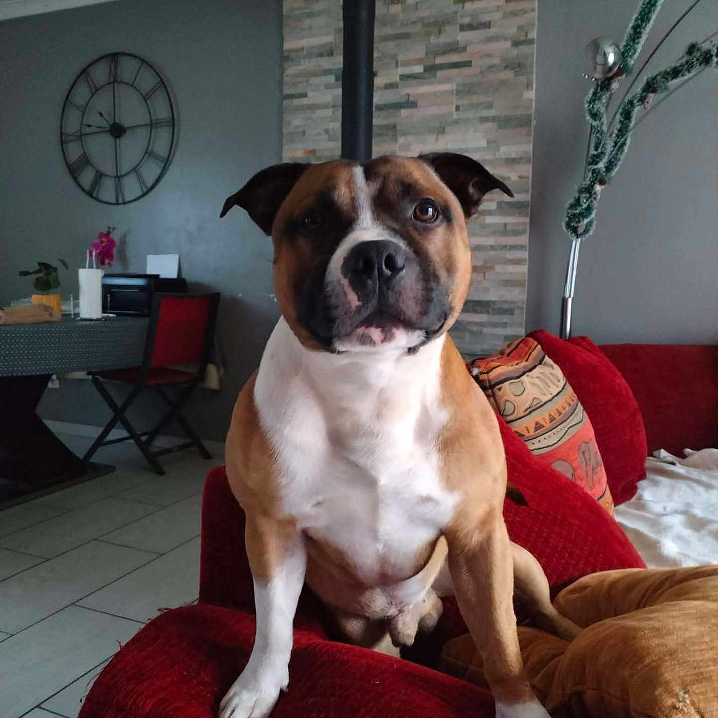 Thor