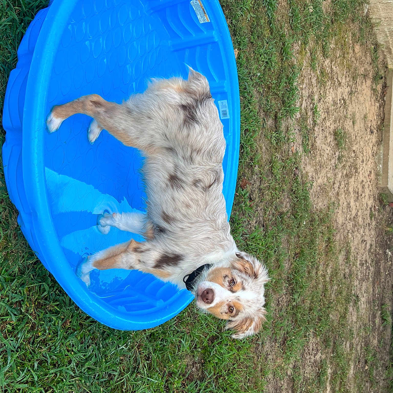 Bean joined the competition — help win amazing prizes! azure, blue, brickwork, building, canidae, carnivore, companion_dog, dog, dog_breed, electric_blue, fun, goats, grass, leisure, plant, sporting_group, tail, water, window, working_animal