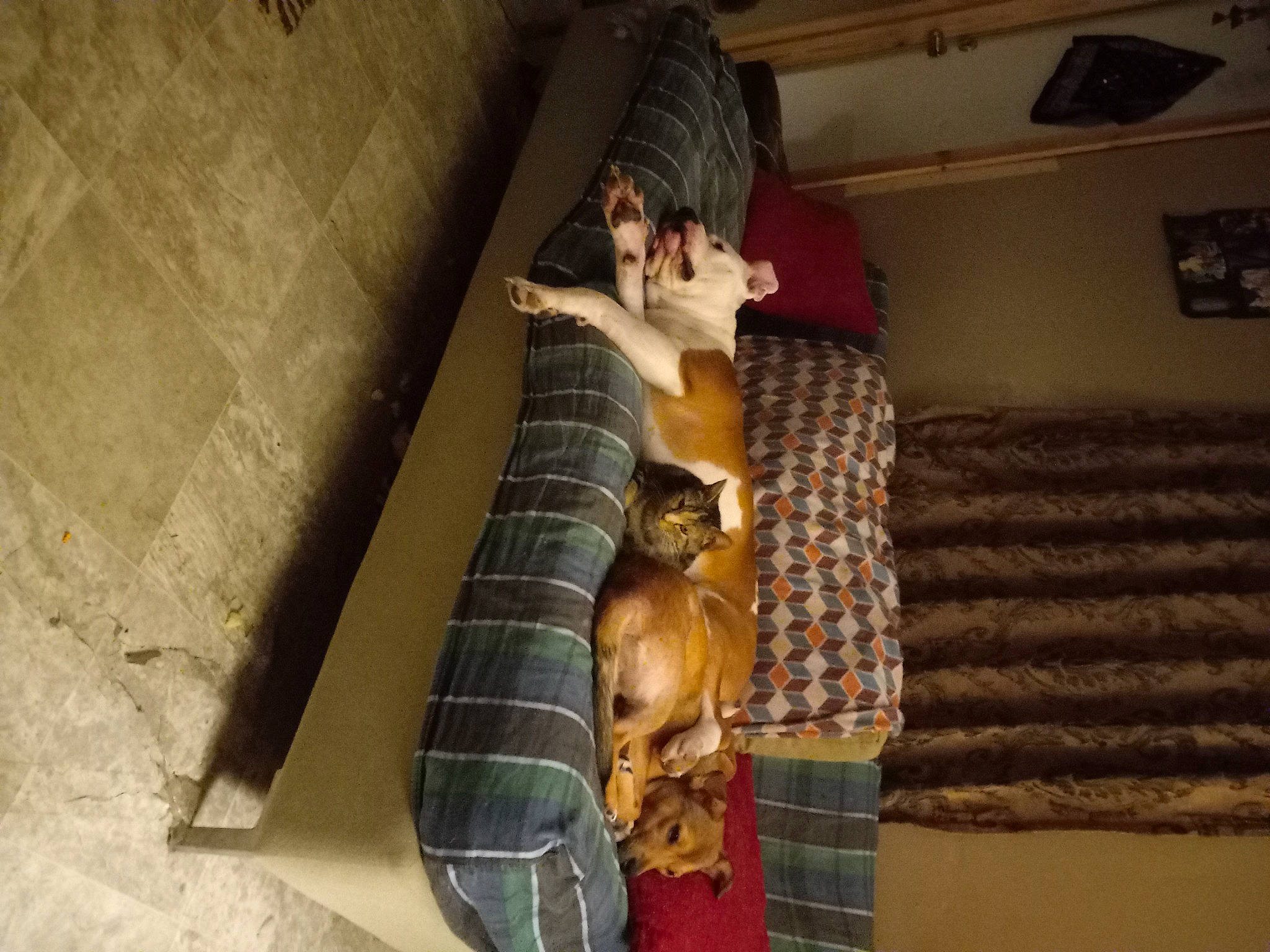 Niena Lyn Green joined the competition — help win amazing prizes! canidae, carnivore, comfort, companion_dog, couch, dog, dog_breed, fawn, felidae, flooring, fun, fur, hardwood, hat, room, sitting, small_to_medium_sized_cats, sporting_group, tints_and_shades, wood