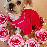 Boaz joined the competition — help win amazing prizes! accessories, animal, canine, clothing, dog, dress, envelope, face, flower, flowerarrangement, flowerbouquet, head, jewelry, necklace, person, pet, petal, plant, puppy, rose