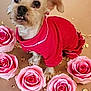accessories, animal, canine, clothing, dog, dress, envelope, face, flower, flowerarrangement, flowerbouquet, head, jewelry, necklace, person, pet, petal, plant, puppy, rose