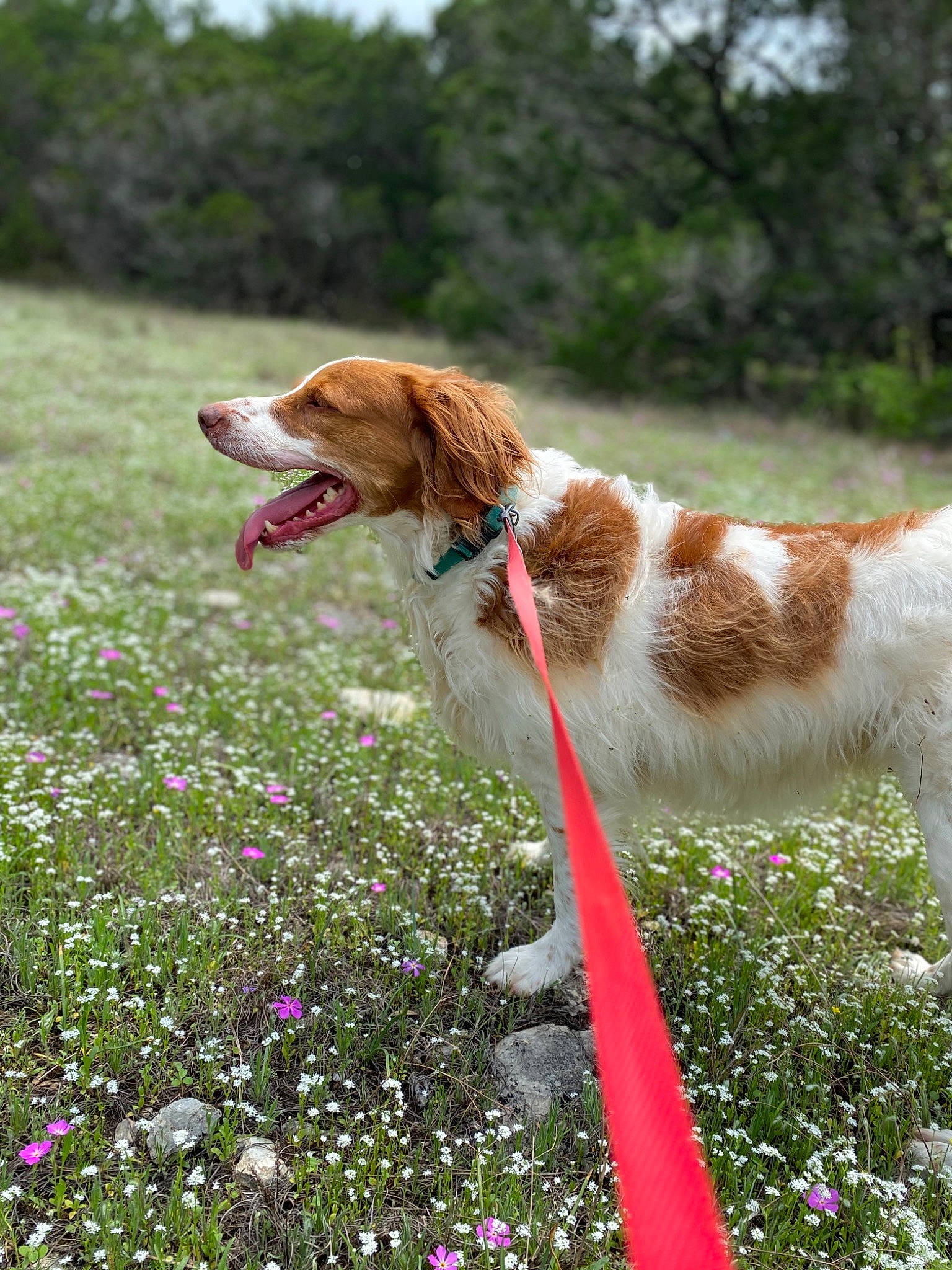 Canela is registered to the contest to win money with this photo: braque_saint_germain, brittany, canidae, carnivore, companion_dog, dog, dog_breed, fawn, hunting_dog, irish_red_and_white_setter, kooikerhondje, mammal, plant, pointing_breed, spaniel, sporting_group, vertebrate, welsh_springer_spaniel, wildflower
