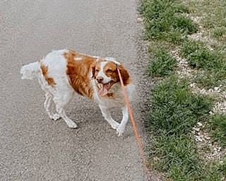 Canela is registered to the contest to win money with this photo: braque_saint_germain, brittany, canidae, carnivore, companion_dog, dog, dog_breed, french_spaniel, hunting_dog, irish_red_and_white_setter, king_charles_spaniel, kooikerhondje, mammal, pointing_breed, rare_breed_dog, spaniel, sporting_group, vertebrate, welsh_springer_spaniel