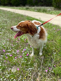 Canela joined the competition — help win amazing prizes! brittany, canidae, carnivore, companion_dog, dog, dog_breed, drentse_patrijshond, french_spaniel, german_longhaired_pointer, hunting_dog, irish_red_and_white_setter, kooikerhondje, liver, mammal, plant, pointing_breed, spaniel, sporting_group, vertebrate, welsh_springer_spaniel