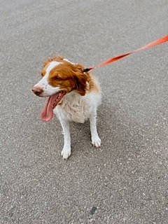 Canela is registered to the contest to win money with this photo: braque_saint_germain, brittany, canidae, carnivore, companion_dog, dog, dog_breed, hunting_dog, kooikerhondje, mammal, rare_breed_dog, spaniel, sporting_group, vertebrate, welsh_springer_spaniel