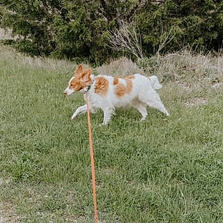 Canela is registered to the contest to win money with this photo: brittany, canidae, carnivore, companion_dog, dog, dog_breed, hunting_dog, kooikerhondje, kromfohrlander, mammal, norrbottenspets, portuguese_podengo, sporting_group, vertebrate