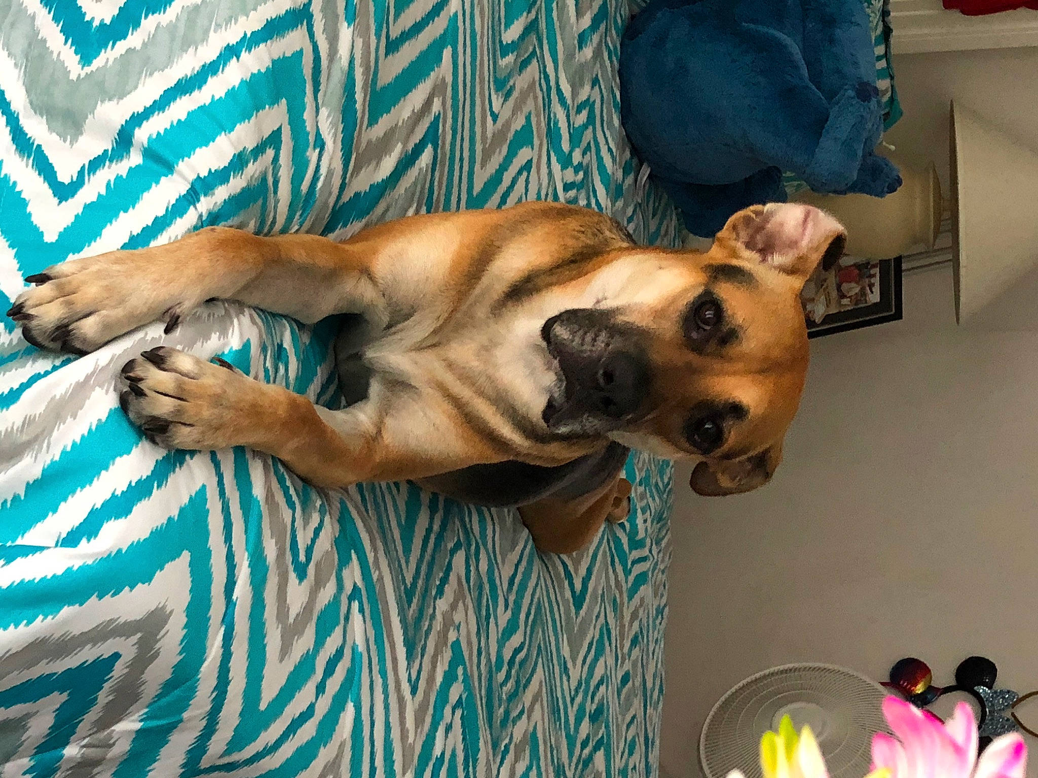 Rocket is registered to the contest to win money with this photo: black_mouth_cur, bullmastiff, canidae, carnivore, companion_dog, dog, dog_breed, fawn, mammal, rhodesian_ridgeback, snout