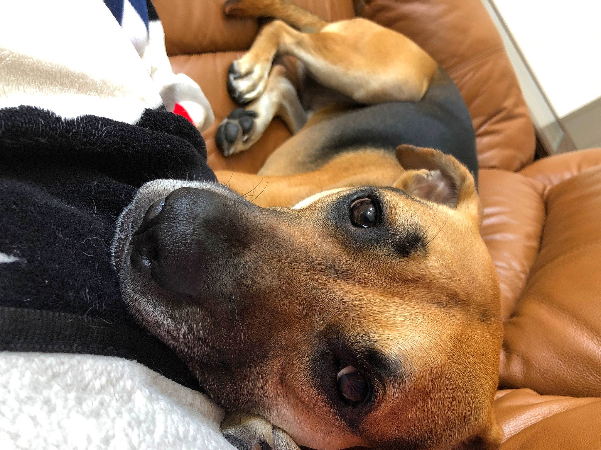 Rocket joined the competition — help win amazing prizes! canidae, carnivore, companion_dog, dachshund, dog, dog_breed, fawn, feist, lurcher, mammal, mountain_cur, paw, potcake_dog, puppy, puppy_love, snout, vertebrate