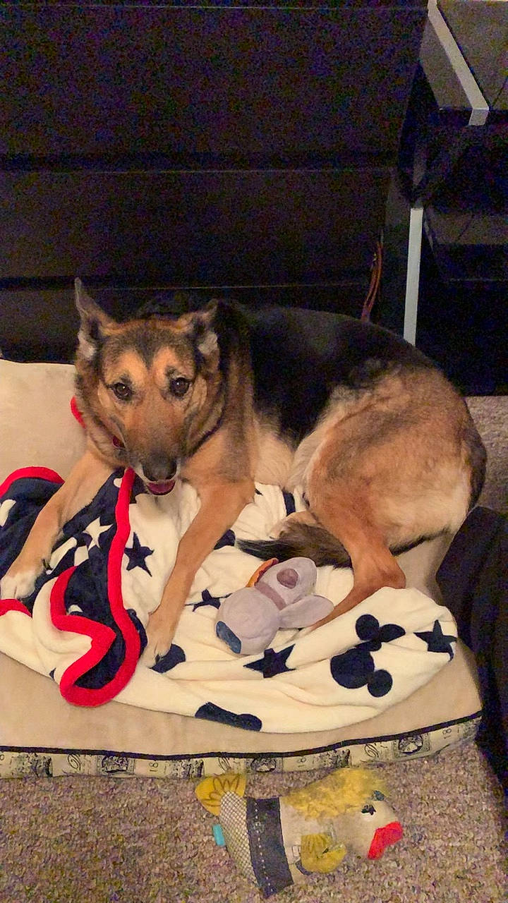 Charlee is registered to the contest to win money with this photo: canidae, carnivore, dog, dog_breed, mammal, siberian_husky, sled_dog, vertebrate, wolfdog