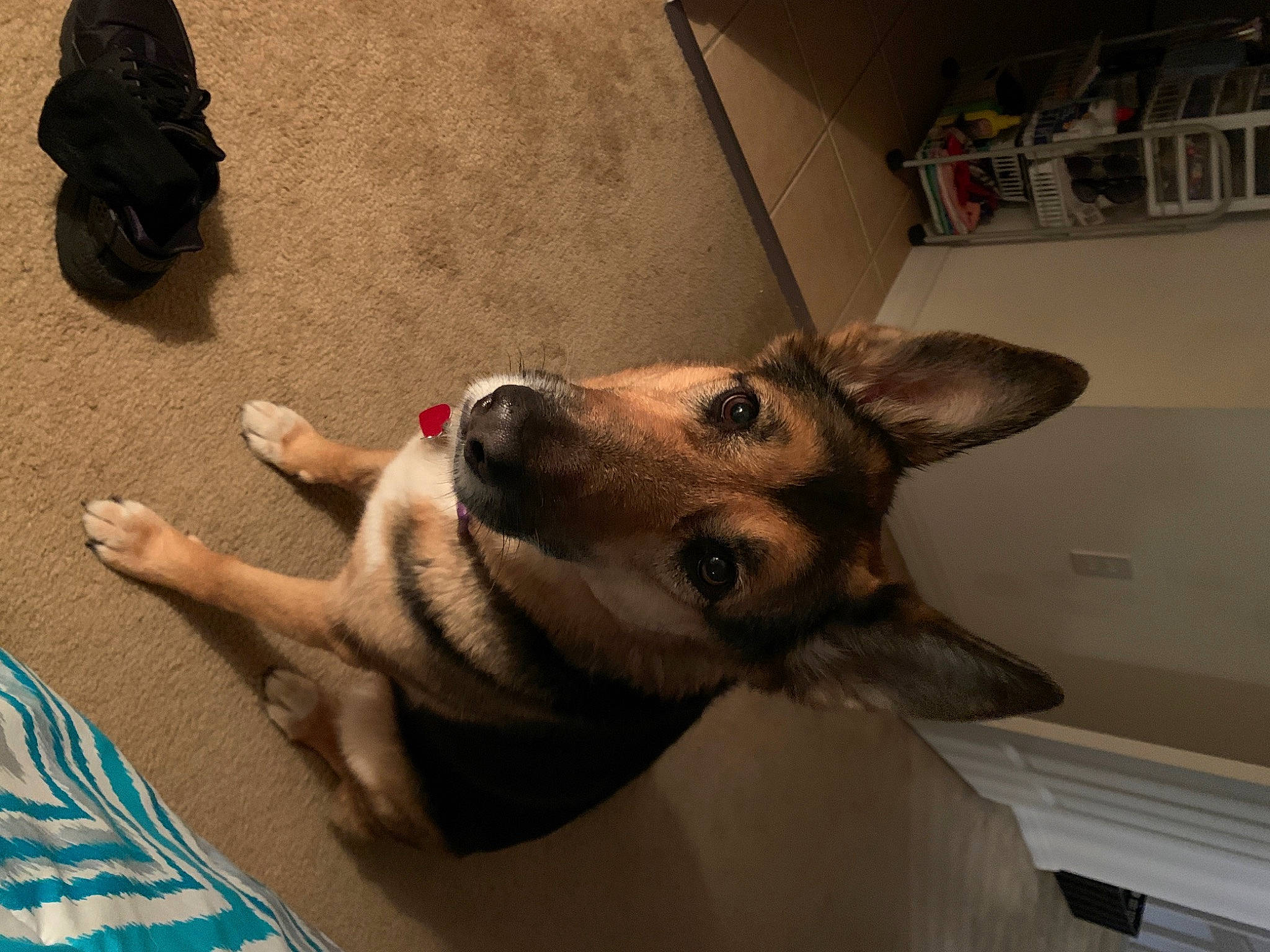 Charlee joined the competition — help win amazing prizes! aspin, canidae, carnivore, corgi_chihuahua, dog, dog_breed, ear, fawn, mammal, paw, potcake_dog, puppy, snout, sporting_group, street_dog