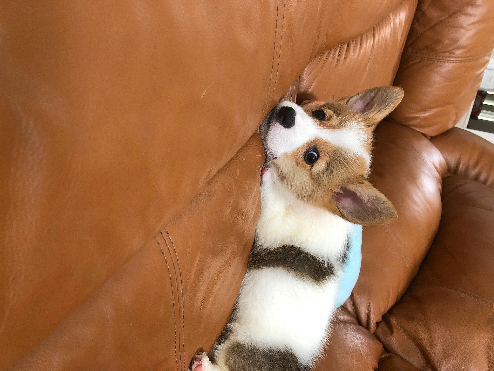 Pua joined the competition — help win amazing prizes! canidae, carnivore, companion_dog, dog, dog_breed, fawn, mammal, snout, vertebrate, whiskers