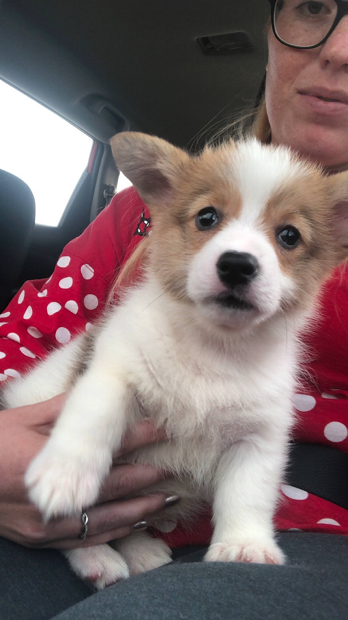 Pua is registered to the contest to win money with this photo: ancient_dog_breeds, canidae, cardigan_welsh_corgi, carnivore, companion_dog, dog, dog_breed, fawn, mammal, norrbottenspets, nose, pembroke_welsh_corgi, puppy, puppy_love, rare_breed_dog, sporting_group, thai_bangkaew_dog, vertebrate, welsh_corgi, whiskers