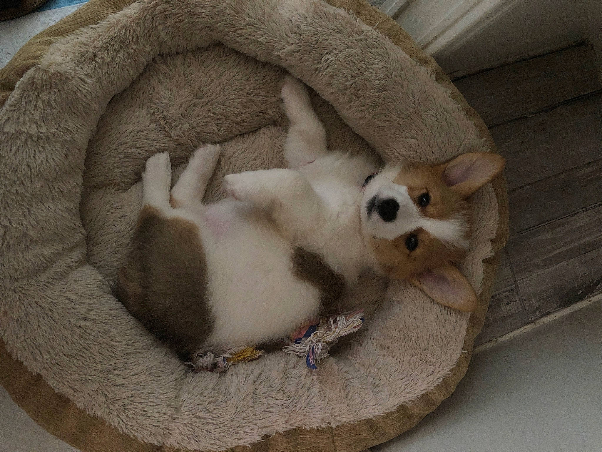 Pua joined the competition — help win amazing prizes! canidae, fur