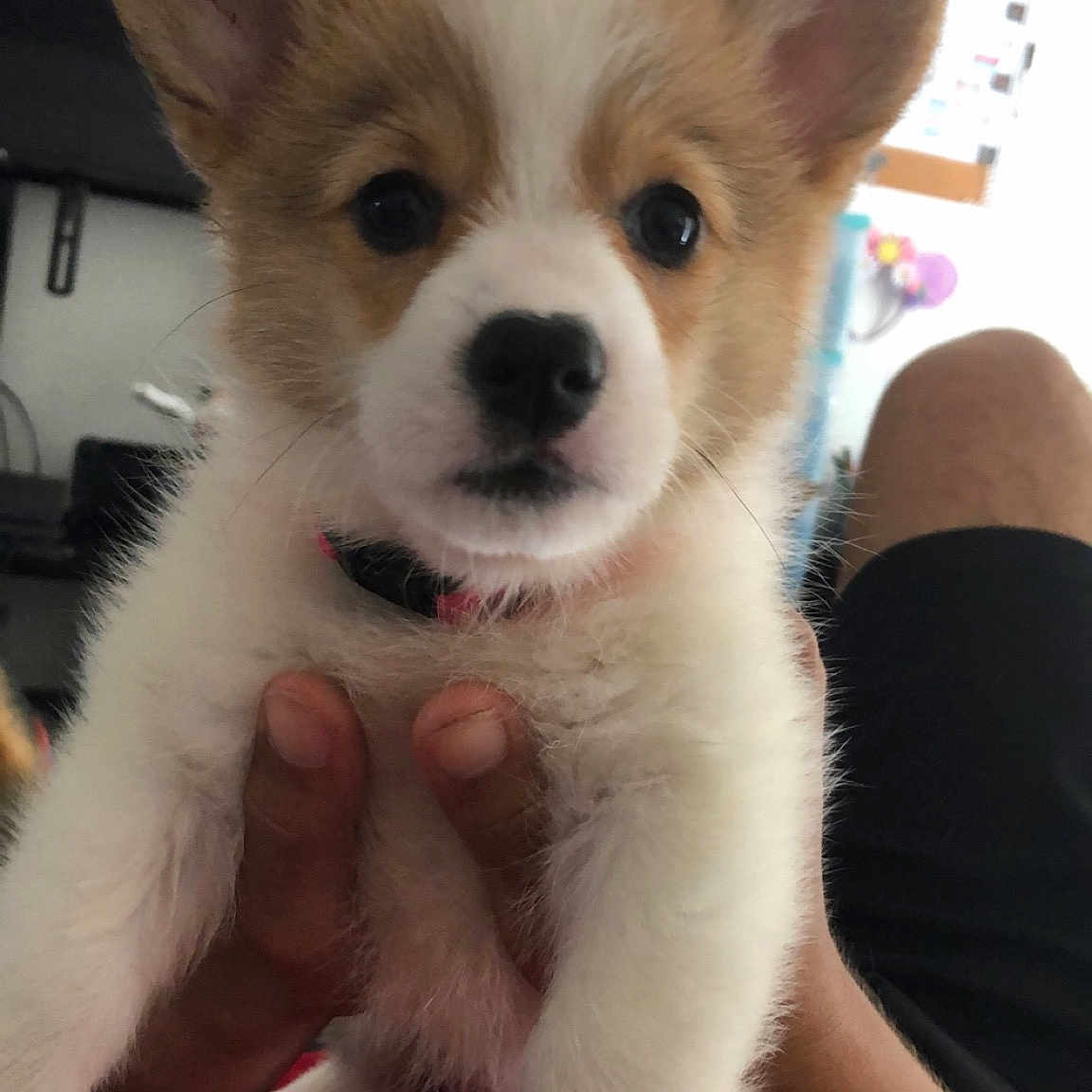 Pua is registered to the contest to win money with this photo: ancient_dog_breeds, canidae, cardigan_welsh_corgi, carnivore, companion_dog, dog, dog_breed, ear, fawn, mammal, pembroke_welsh_corgi, puppy, rare_breed_dog, skin, snout, vertebrate, welsh_corgi, whiskers