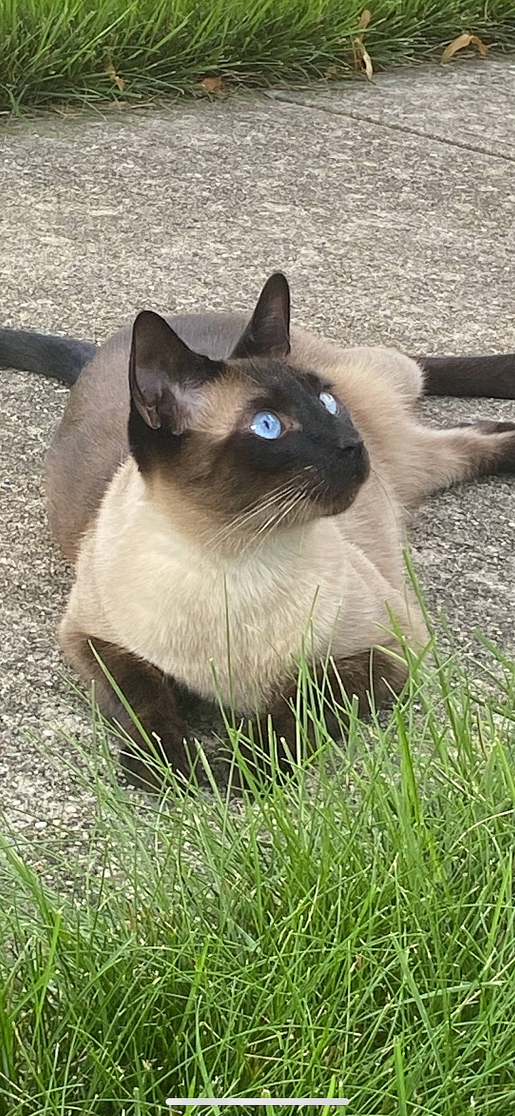 Leo joined the competition — help win amazing prizes! balinese, birman, carnivore, cat, fawn, felidae, fur, grass, iris, plant, siamese, small_to_medium_sized_cats, snout, terrestrial_animal, thai, whiskers, wildlife