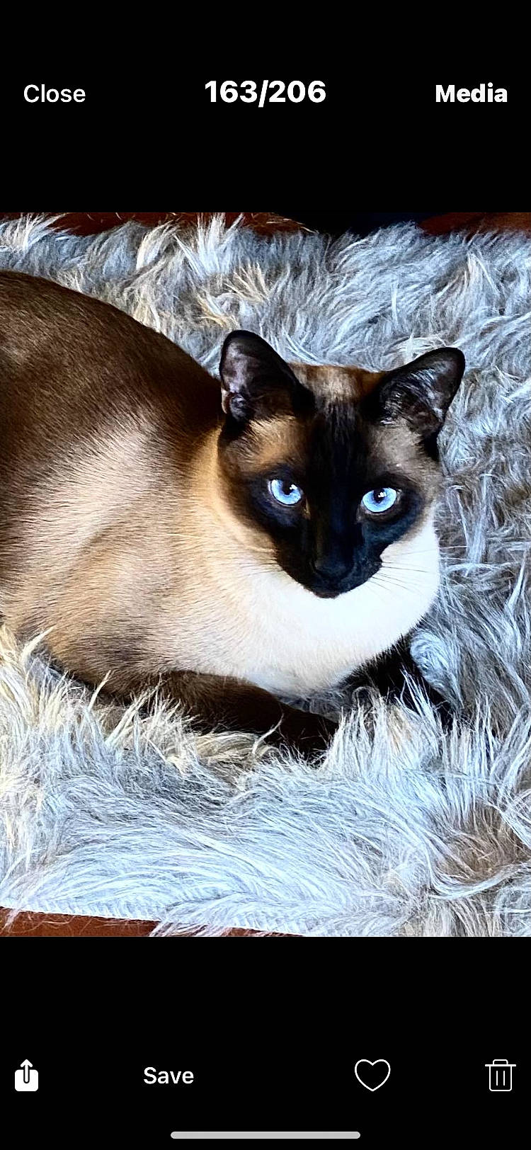 Leo is registered to the contest to win money with this photo: carnivore, cat, electric_blue, eye, fawn, felidae, fur, rectangle, siamese, small_to_medium_sized_cats, snout, terrestrial_animal, whiskers, wildlife