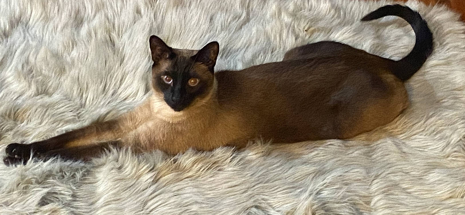 Leo joined the competition — help win amazing prizes! carnivore, cat, comfort, fawn, felidae, fur, iris, siamese, small_to_medium_sized_cats, snout, terrestrial_animal, whiskers, wildlife