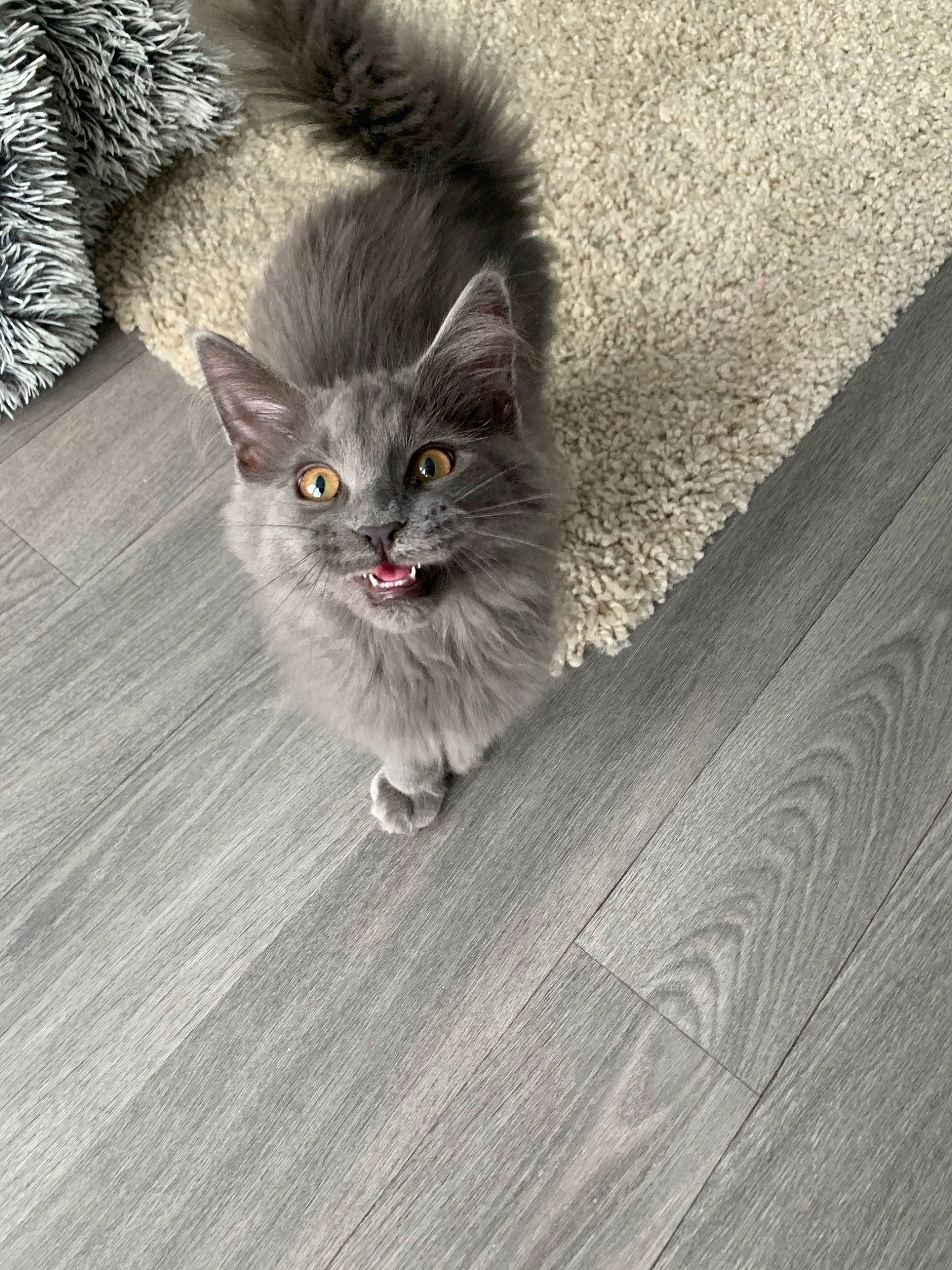 June a rejoint le concours — aidez-le/la à gagner de superbes lots ! asian_semi_longhair, british_longhair, british_semi_longhair, carnivore, cat, domestic_long_haired_cat, eye, felidae, floor, flooring, fur, grey, iris, kitten, mammal, norwegian_forest_cat, silver, skin, small_to_medium_sized_cats, whiskers