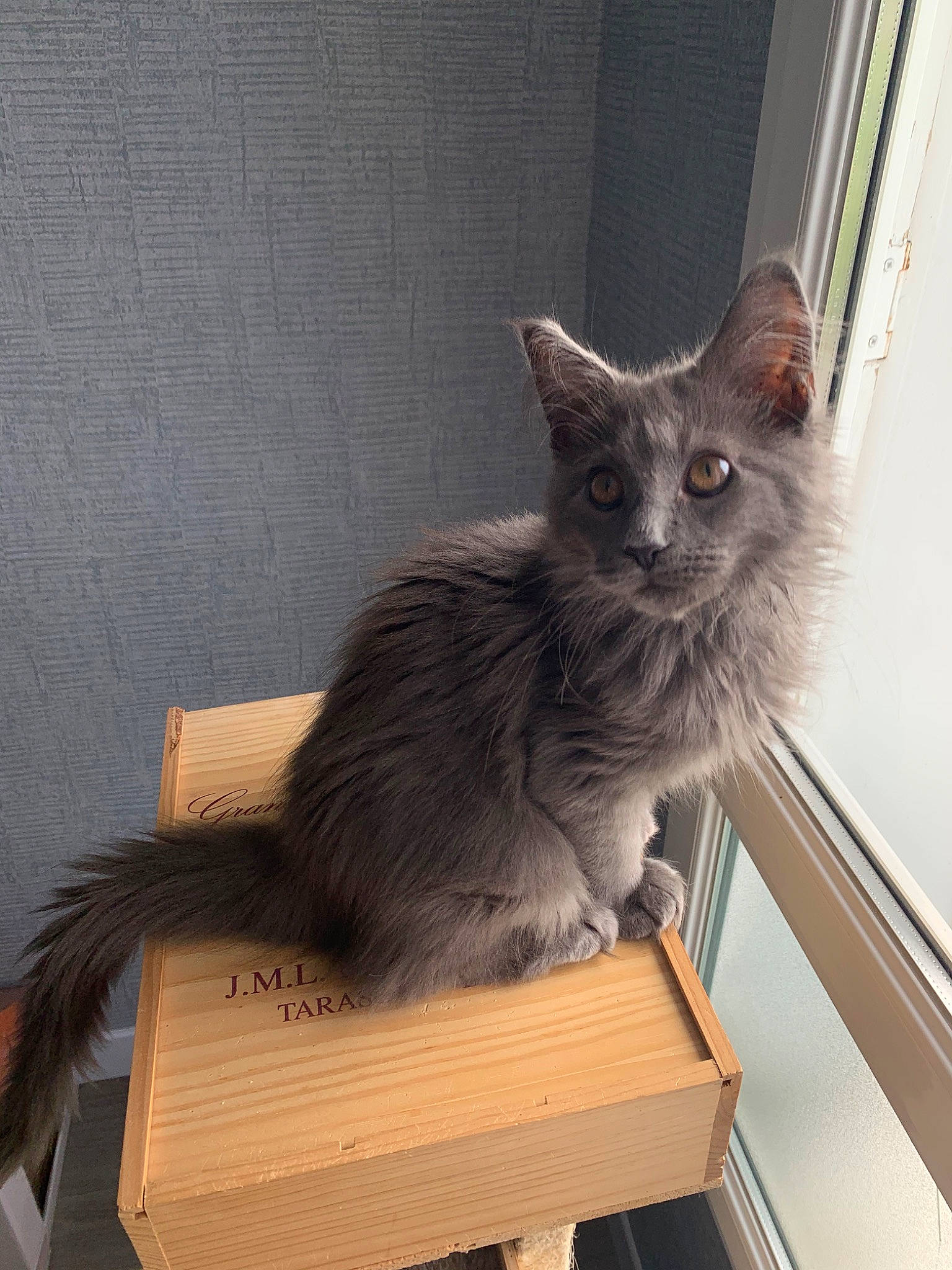 June a rejoint le concours — aidez-le/la à gagner de superbes lots ! asian, british_semi_longhair, carnivore, cat, domestic_long_haired_cat, domestic_short_haired_cat, felidae, kitten, korat, maine_coon, mammal, nebelung, norwegian_forest_cat, small_to_medium_sized_cats, turkish_angora, vertebrate, whiskers, window