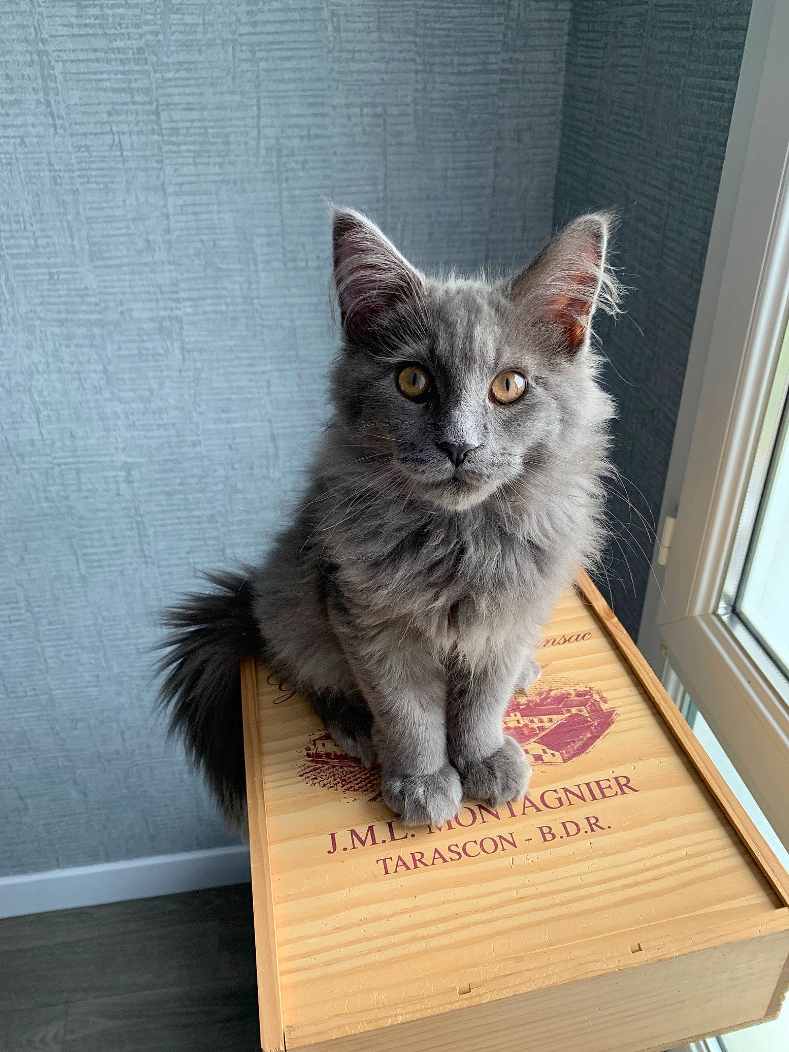 June a rejoint le concours — aidez-le/la à gagner de superbes lots ! asian, asian_semi_longhair, box, british_semi_longhair, carnivore, cat, domestic_long_haired_cat, domestic_short_haired_cat, felidae, kitten, maine_coon, mammal, nebelung, norwegian_forest_cat, ragamuffin, siberian, small_to_medium_sized_cats, tabby_cat, vertebrate, whiskers