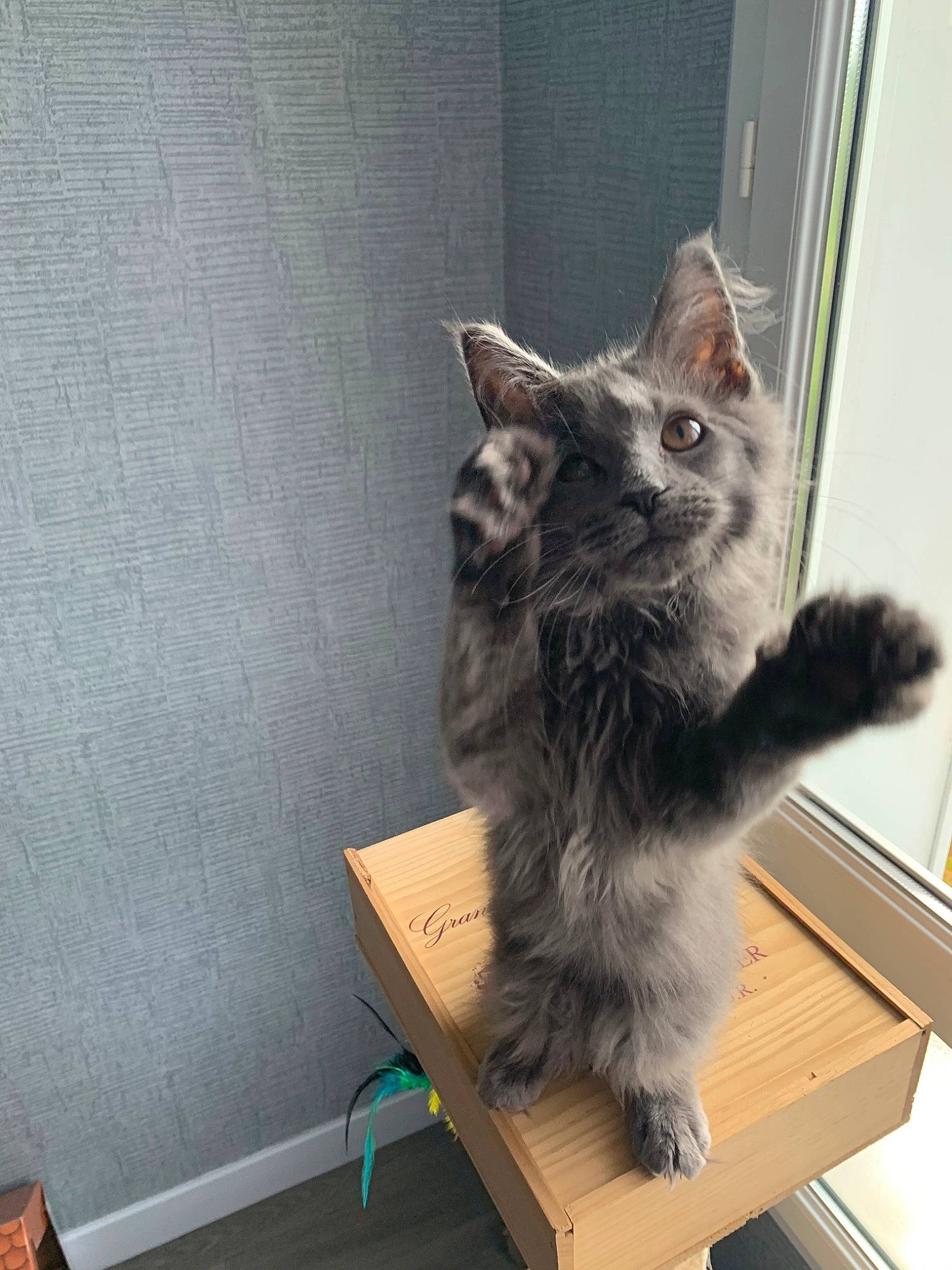 June participe au concours pour gagner de l'argent avec cette photo : american_shorthair, carnivore, cat, domestic_short_haired_cat, european_shorthair, felidae, fur, kitten, maine_coon, nebelung, polydactyl_cat, small_to_medium_sized_cats, square, tabby_cat, tail, whiskers, window