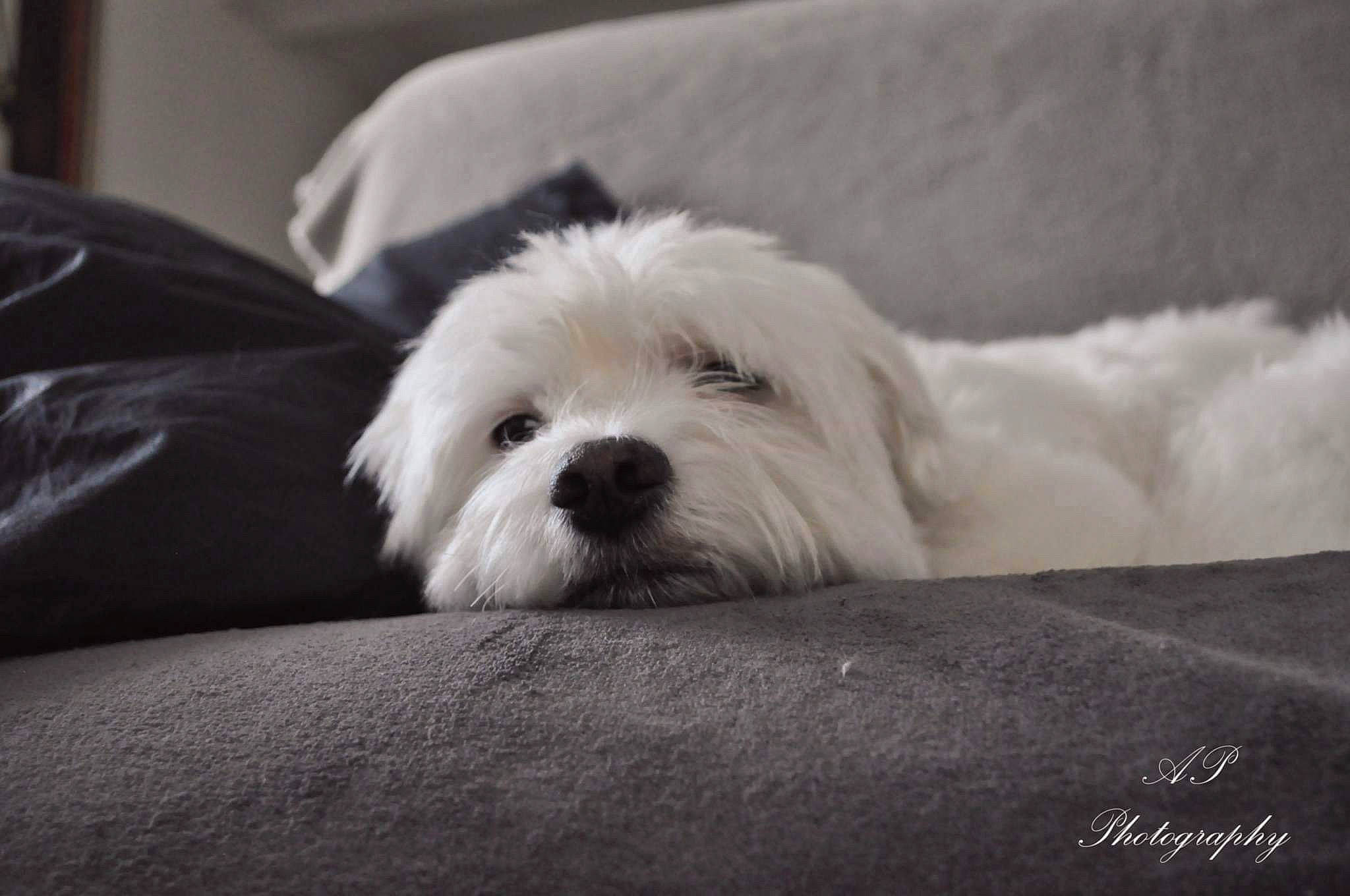 Groseille a rejoint le concours — aidez-le/la à gagner de superbes lots ! bichon, canidae, carnivore, companion_dog, coton_de_tulear, dog, dog_breed, havanese, kyi_leo, lhasa_apso, maltepoo, maltese, mammal, puppy, shih_tzu, snout, toy_dog, vertebrate, west_highland_white_terrier, white