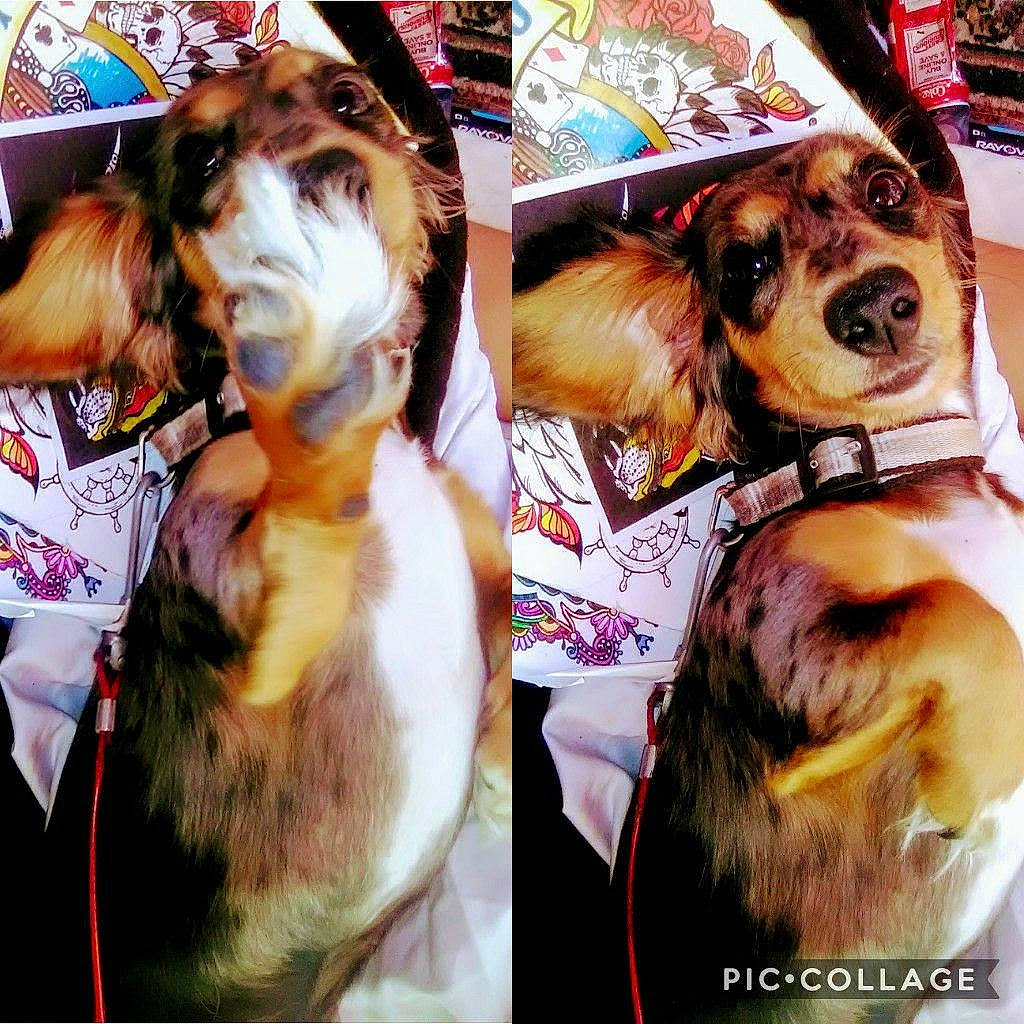 Billie joined the competition — help win amazing prizes! art, canidae, carnivore, collage, collar, companion_dog, dog, dog_breed, dog_supply, event, eyewear, fawn, fun, fur, happy, selfie, snout, sporting_group, sunglasses, working_animal