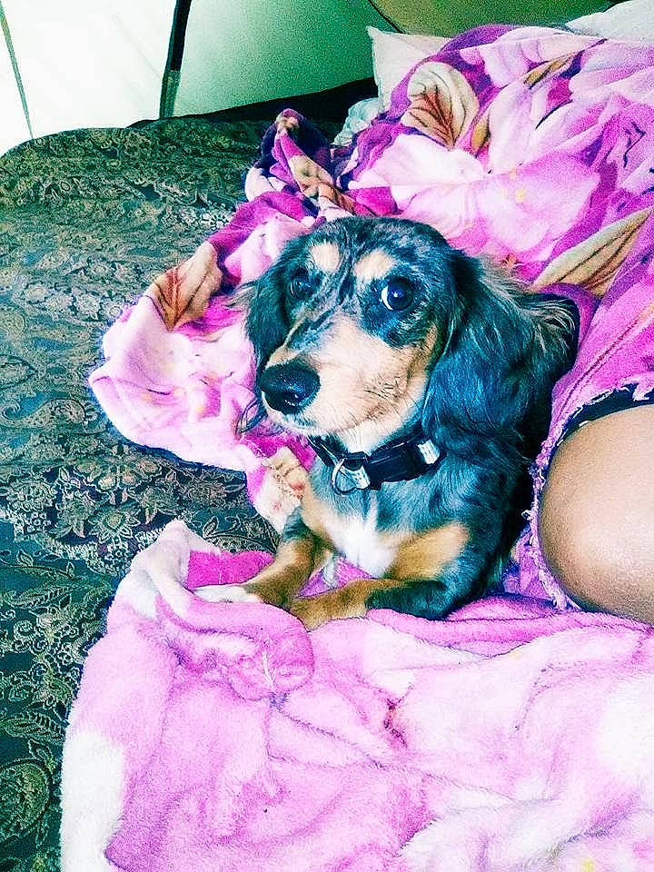 Billie joined the competition — help win amazing prizes! canidae, carnivore, companion_dog, dog, dog_breed, dog_collar, dog_supply, fawn, fur, grass, happy, magenta, pattern, pink, puppy_love, purple, spaniel, sporting_group, toy_dog, working_animal