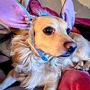 Tommy Lee Kelly is registered to the contest to win money with this photo: animal, bed, blanket, bunny_ears, companion, costume, cozy, cute, dog, domestic, fur, furry, indoor, looking_away, pet, playful, portrait, purple, resting, soft_lighting
