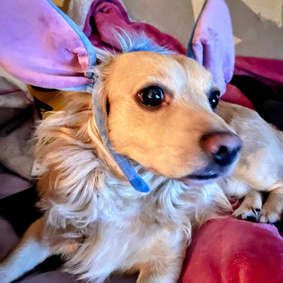 Tommy Lee Kelly is registered to the contest to win money with this photo: animal, bed, blanket, bunny_ears, companion, costume, cozy, cute, dog, domestic, fur, furry, indoor, looking_away, pet, playful, portrait, purple, resting, soft_lighting
