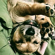 Kobain is registered to the contest to win money with this photo: animal, canine, closeup, cute, dog, fur, green_blanket, indoors, nose, paw, pet, playful, puppy, relaxed, resting, sleeping, snout, soft, whiskers, young_dog