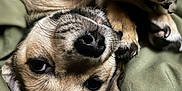 Kobain joined the competition — help win amazing prizes! animal, blanket, close_up, companion, cozy, cute, dog, eyes, friendly, fur, indoor, nose, paws, pet, puppy, relaxed, sleepy, soft, upside_down, whiskers