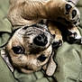 Kobain joined the competition — help win amazing prizes! dog, puppy, upside_down, close_up, blanket, paws, cute, fur, nose, eyes, whiskers, pet, animal, indoor, cozy, sleepy, soft, relaxed, friendly, companion