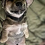 Kobain joined the competition — help win amazing prizes! puppy, dog, sleeping, cute, fur, pet, animal, lying_down, close_up, cozy, blanket, soft, adorable, relaxed, young, mammal, domestic_animal, snout, ears, whiskers