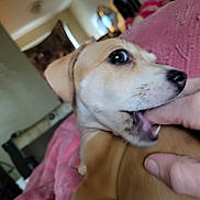 Nala is registered to the contest to win money with this photo: animal, bite, blanket, canine, closeup, cozy, cute, dog, domestic, expression, fingers, friendly, fur, hand, indoor, pet, pink, playing, puppy, young