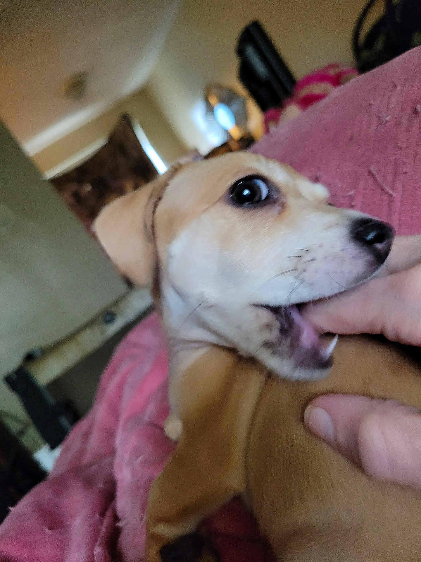 Nala
