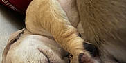 Nala is registered to the contest to win money with this photo: adorable, animal, bed, closeup, cozy, cute, dog, fur, indoor, napping, paw, pet, puppy, red_bag, relaxed, resting, sleeping, snout, soft, whiskers