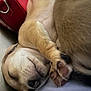 Nala is registered to the contest to win money with this photo: puppy, dog, sleeping, paw, fur, closeup, cute, pet, resting, indoor, red_bag, napping, animal, snout, whiskers, cozy, soft, relaxed, bed, adorable