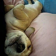 Nala is registered to the contest to win money with this photo: dog, sleeping, upside_down, bed, pillow, pink, blue, cozy, relaxed, pet, canine, fur, whiskers, nose, indoor, cute, resting, animal, companion, domestic