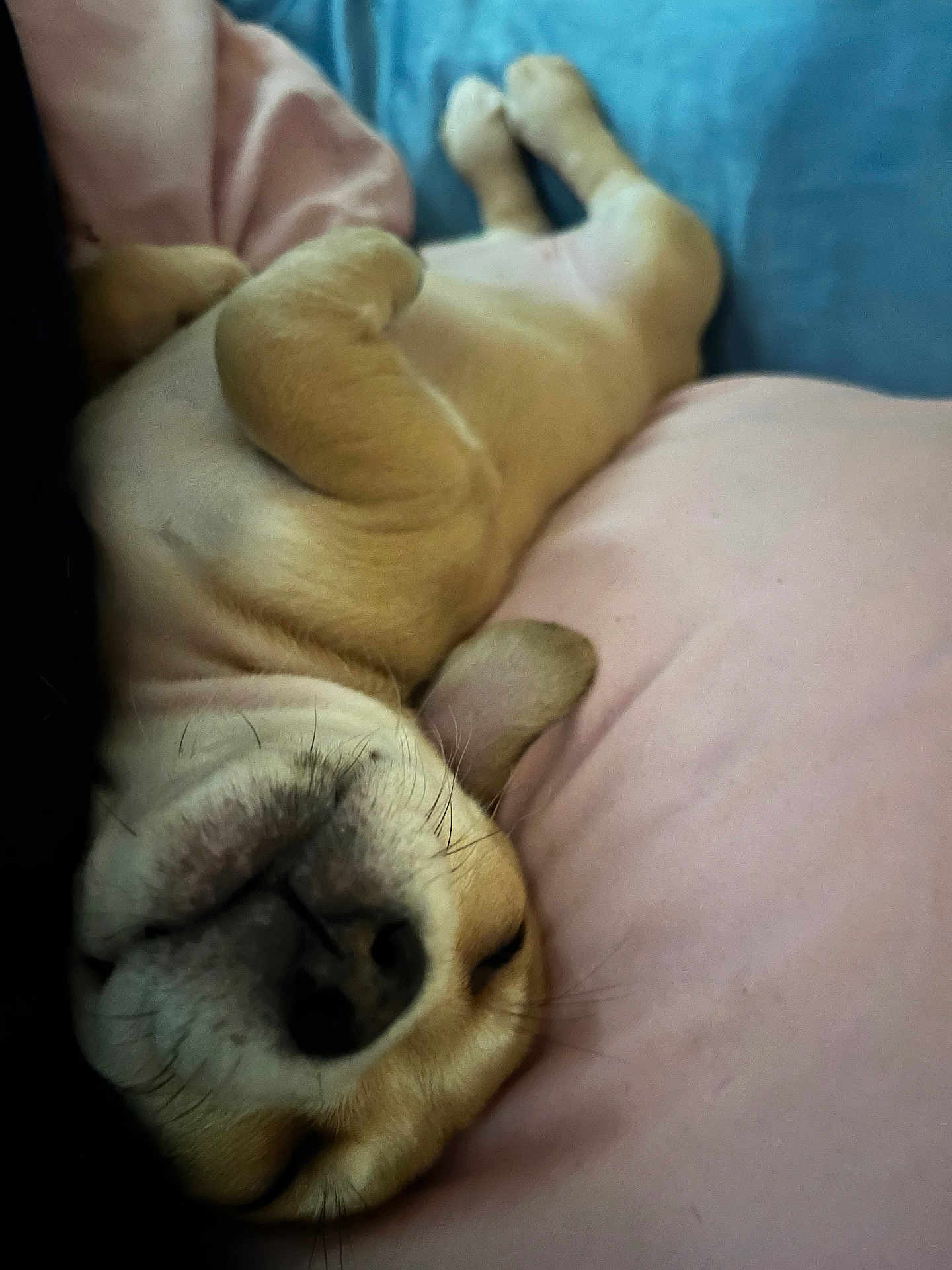 Nala is registered to the contest to win money with this photo: dog, sleeping, upside_down, bed, pillow, pink, blue, cozy, relaxed, pet, canine, fur, whiskers, nose, indoor, cute, resting, animal, companion, domestic