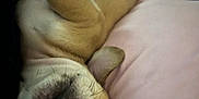 Nala joined the competition — help win amazing prizes! puppy, dog, sleeping, resting, upside_down, pink_pillow, blue_blanket, fur, whiskers, cute, pet, animal, cozy, indoor, relaxed, snout, paw, closeup, napping, soft