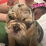 Pepper joined the competition — help win amazing prizes! dog, puppy, french_bulldog, close_up, ears, bed, cushion, toy, animal, pet, indoor, fur, face, eyes, snout, sitting, curious, colorful, background, soft_lighting